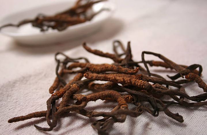 cordyceps specifico per IRC