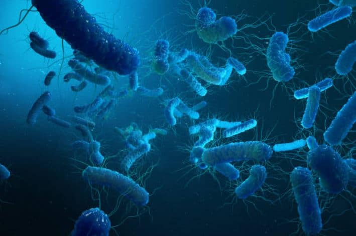 Probiotici cane IRC quali sono i migliori