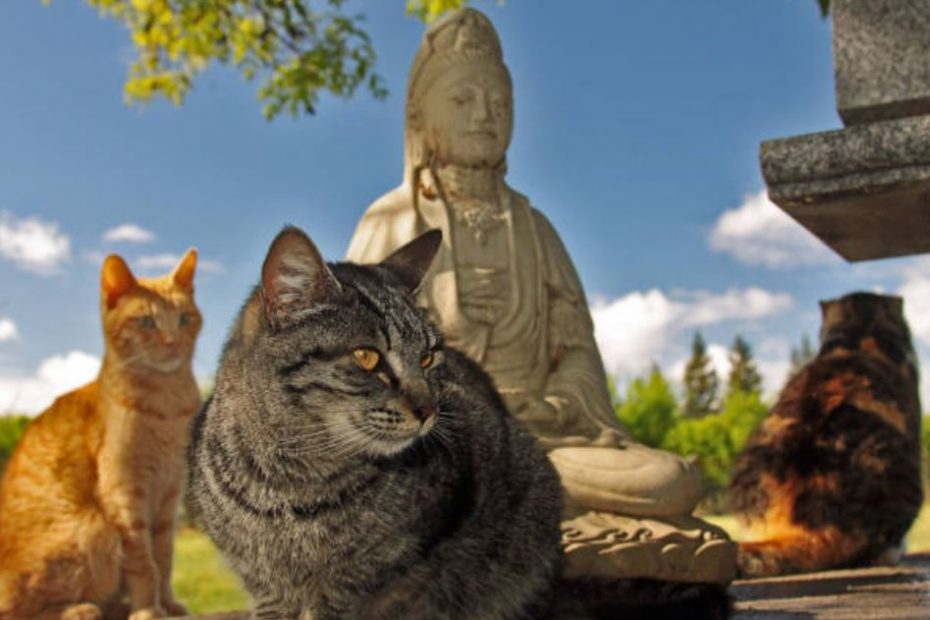 Gatto con cistite che fare