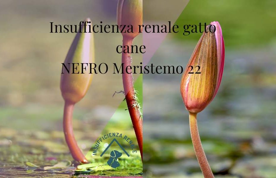 NEFRO Meristemo 22 gatto cane