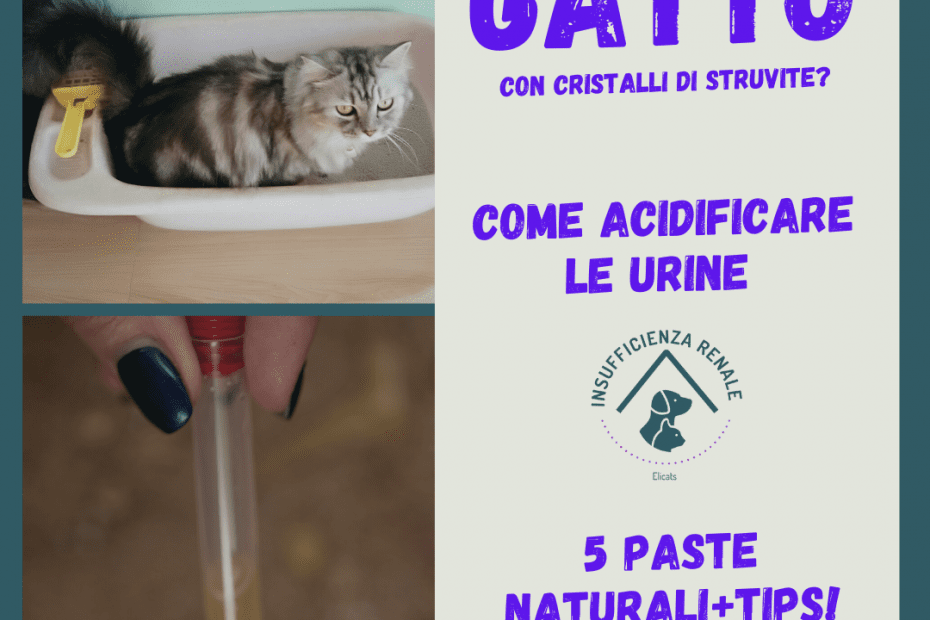 Come acidificare urine gatto