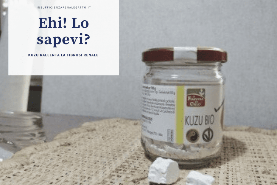 kuzu Rallenta fibrosi renale