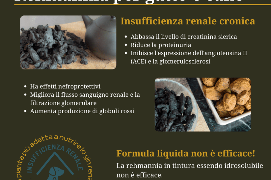 Rehmannia gatto cane