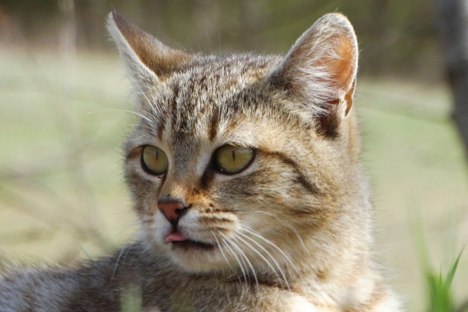 IRC gatto Ultimi stadi