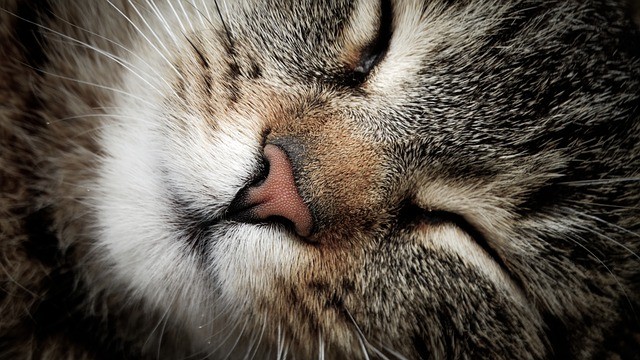 Insufficienza renale gatto cura 