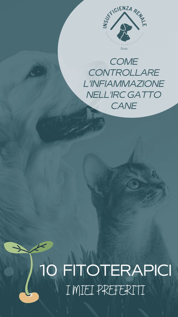 Insufficienza renale gatto fitoterapia 10 rimedi che preferisco 2 insufficienza renale gatto fitoterapia