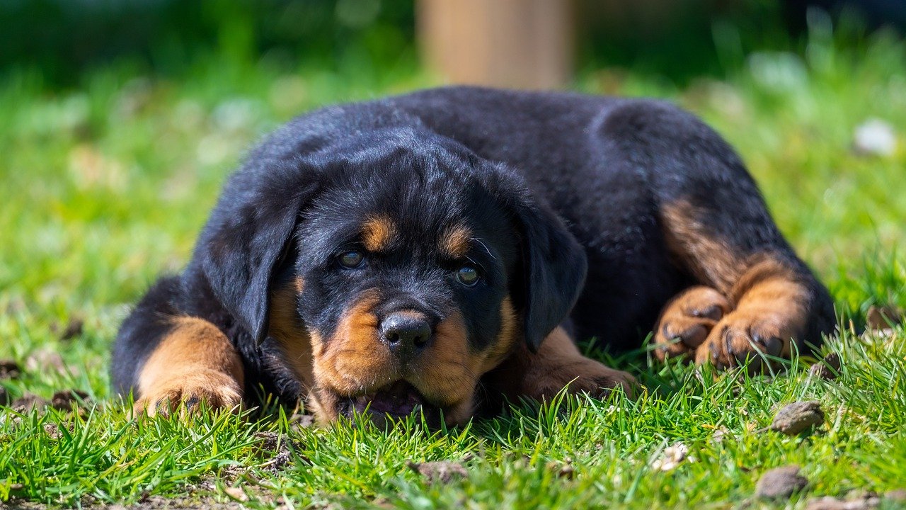 Integratori per cani con insufficienza renale