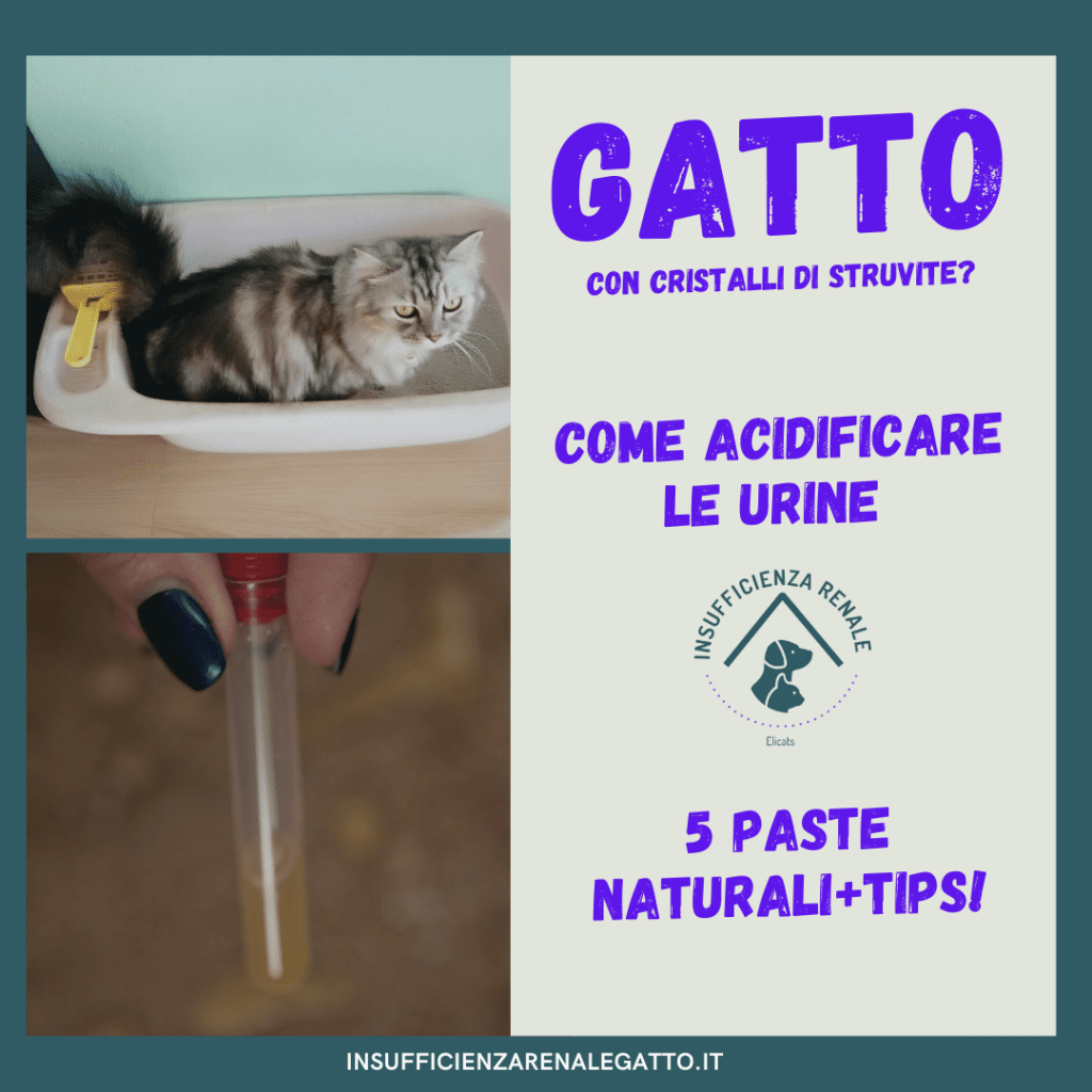 Come acidificare urine gatto 5 paste naturali 2 Come acidificare urine gatto