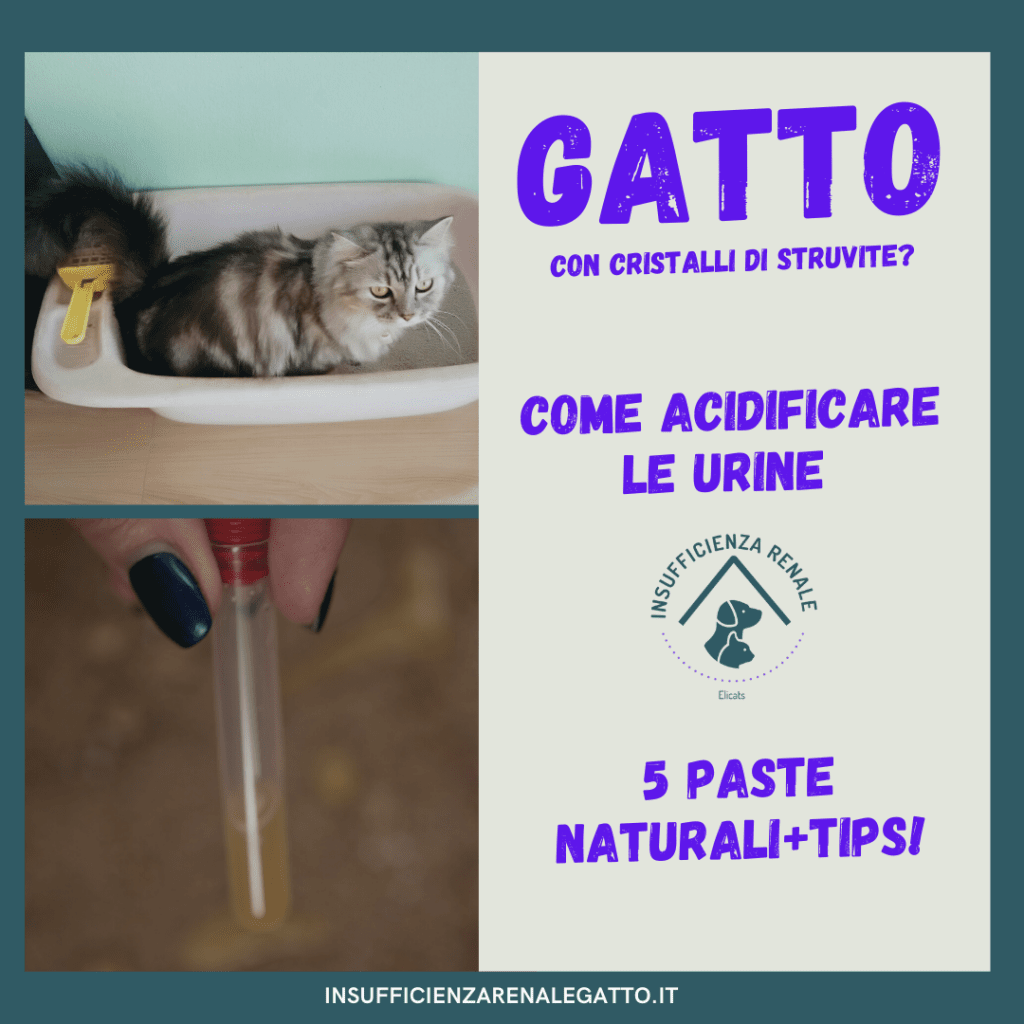 Come acidificare urine gatto