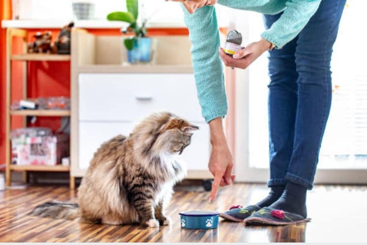 CIBO UMIDO PER GATTI CON PROBLEMI RENALI
