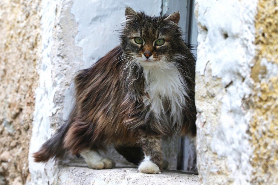 MICROBIOTA PROBIOTICI IRC GATTO CANE