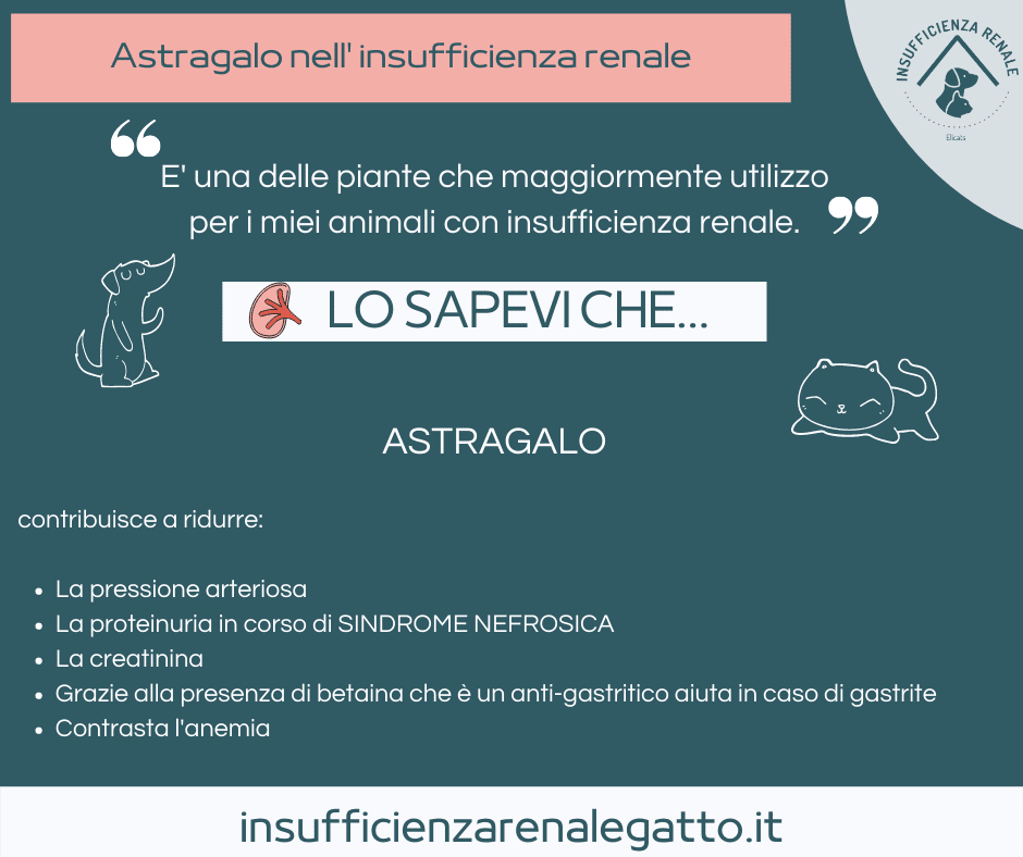 Astragalo gatto cane in corso di IRC