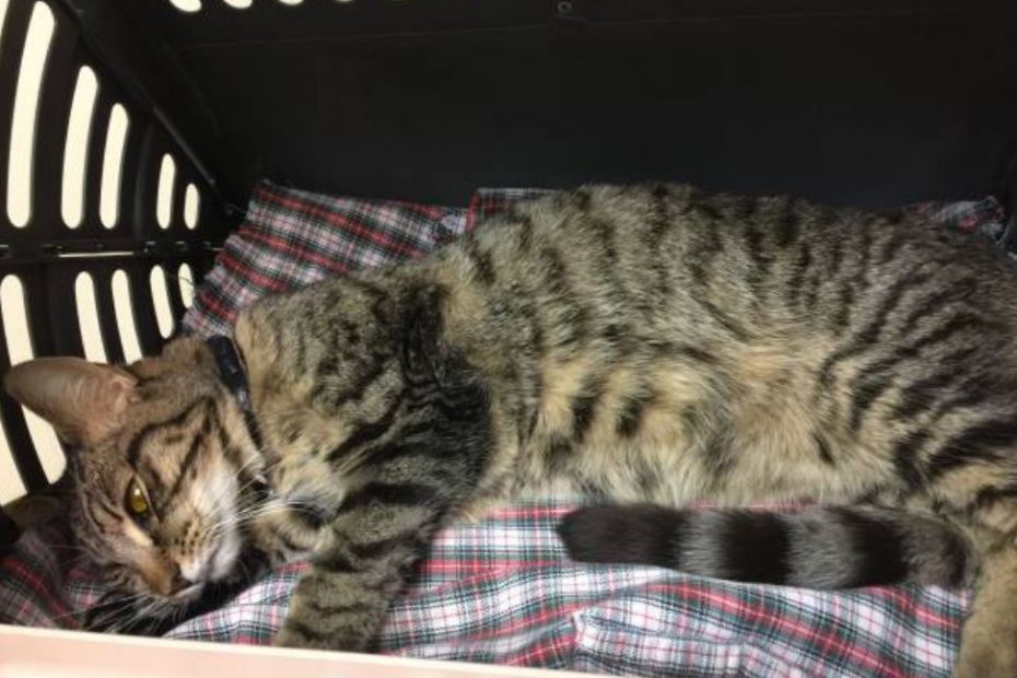 Anemia gatto insufficienza renale