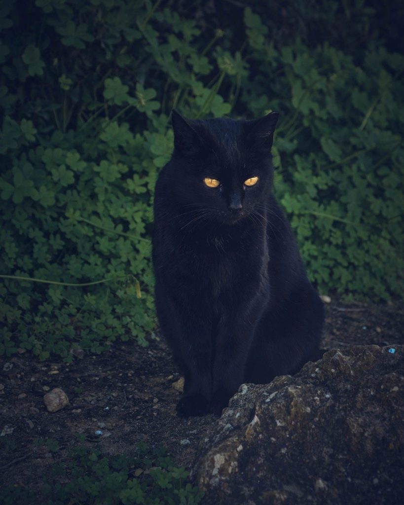 gatto con cistite che fare 