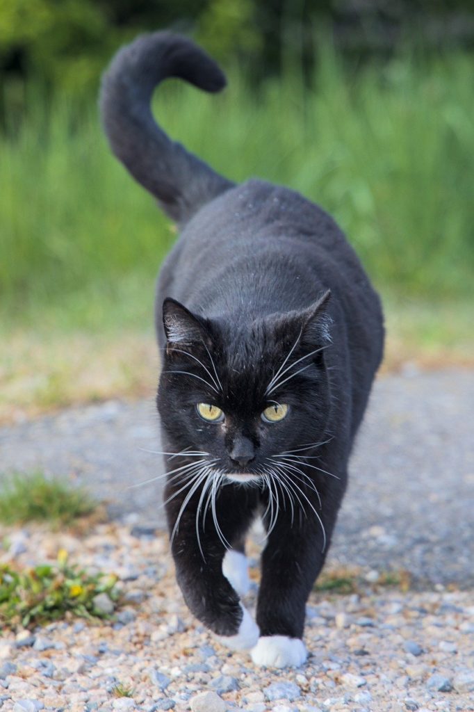 ruolo ossido nitrico gatto