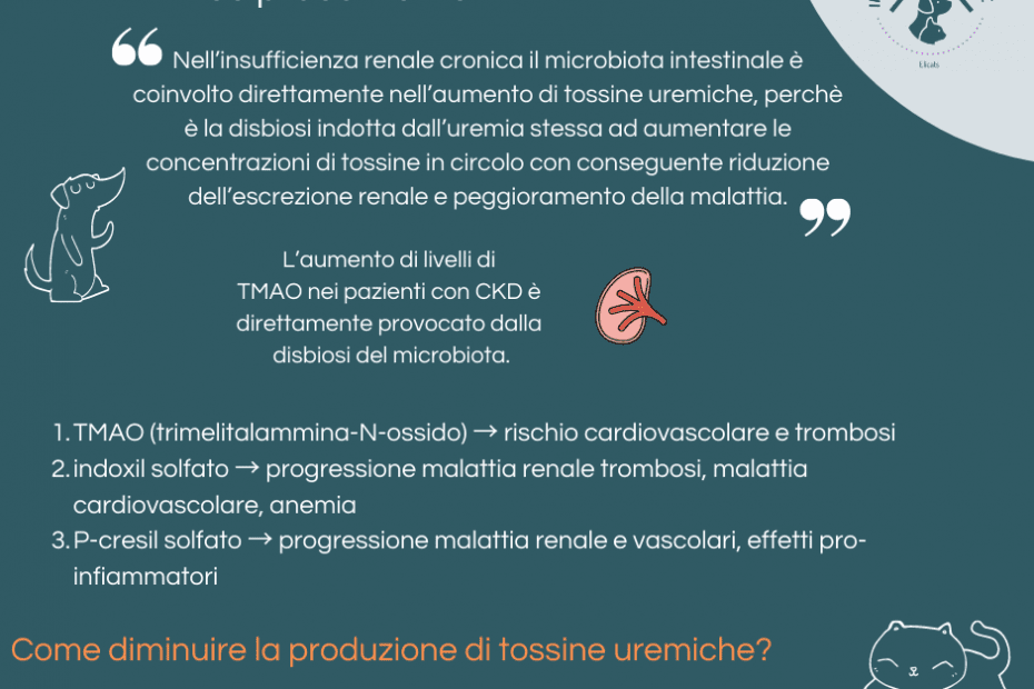 intestino e insufficienza renale