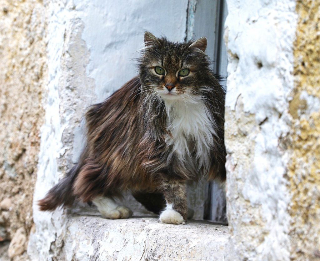 Microbiota probiotici irc gatto cane 2 MICROBIOTA PROBIOTICI IRC GATTO CANE