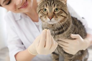 Cistite gatto cane integratori