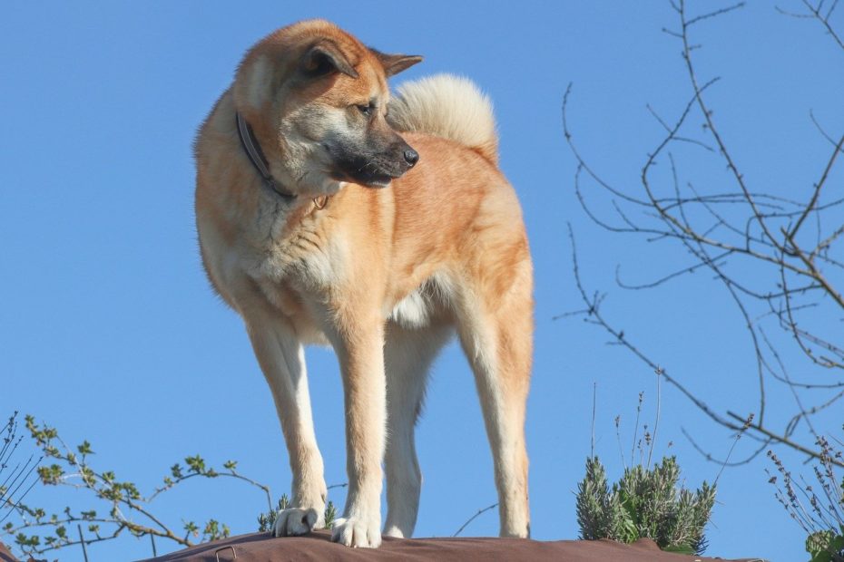 Ortica per cani gatti
