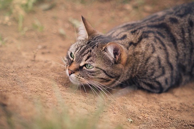 SDMA veterinaria