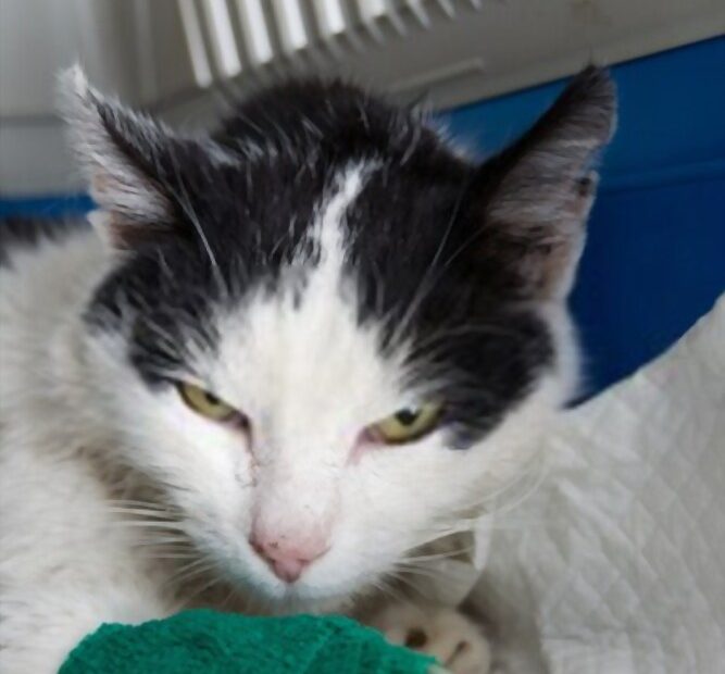 gatto con irc che non mangia