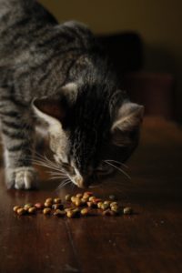 CIBO UMIDO PER GATTI CON PROBLEMI RENALI