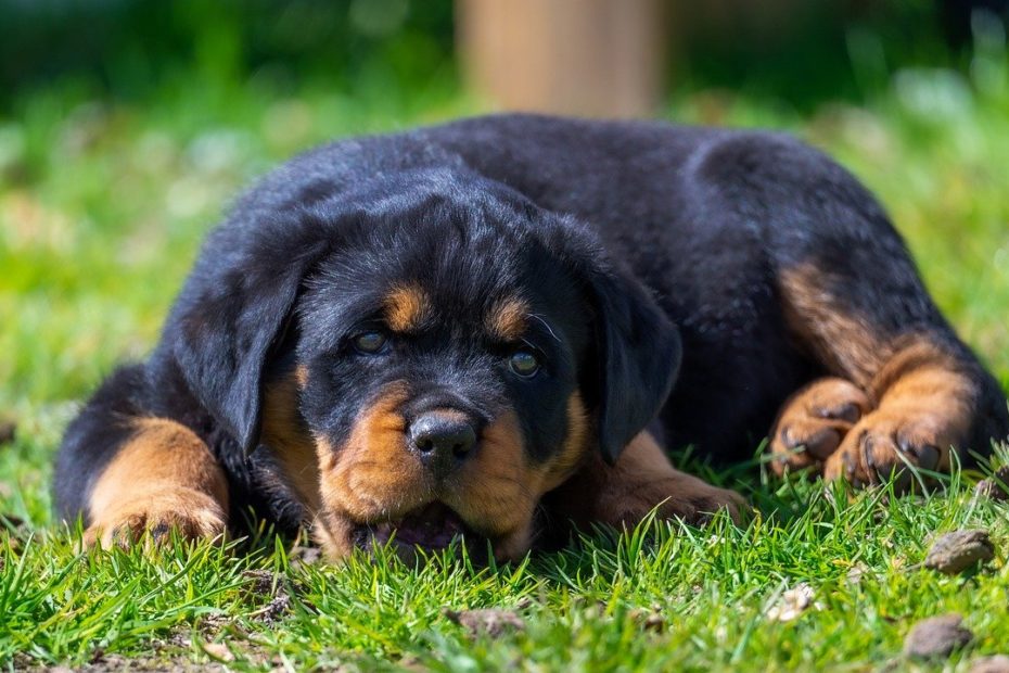 Integratori per cani con insufficienza renale