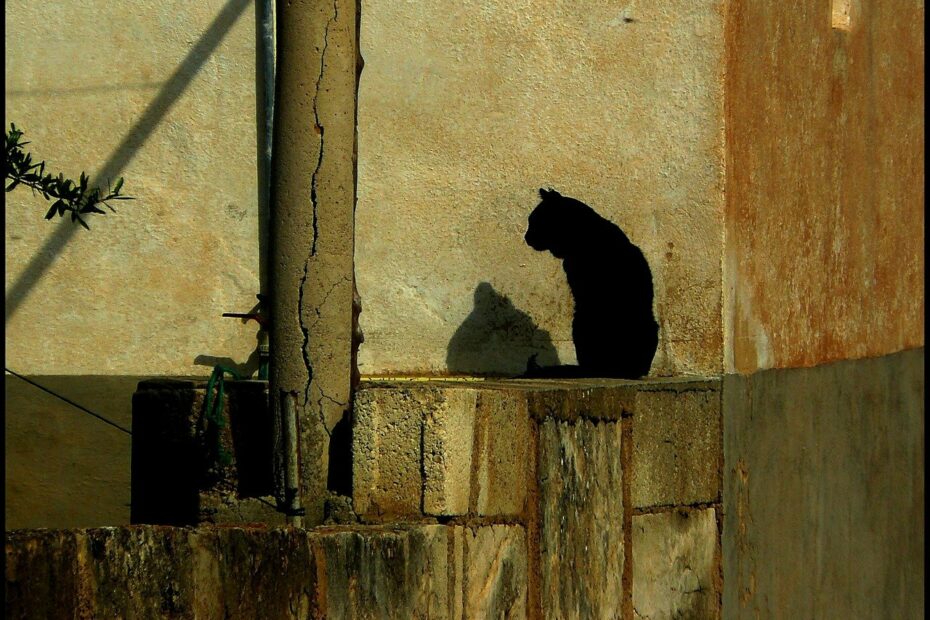 Gatto con insufficienza renale acuta