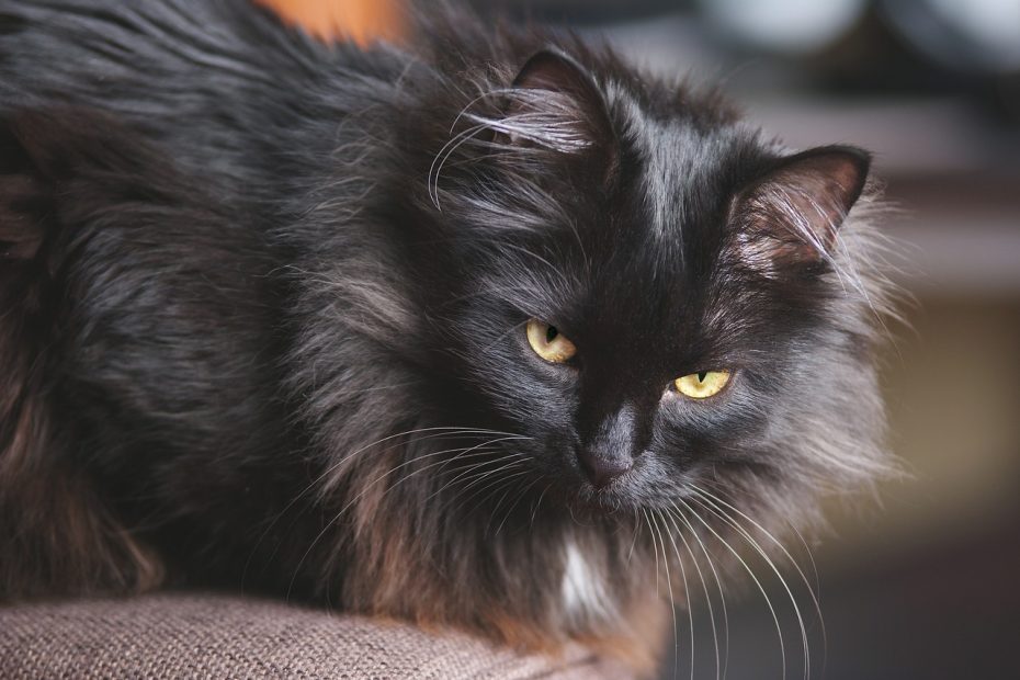 Insufficienza renale gatto cura