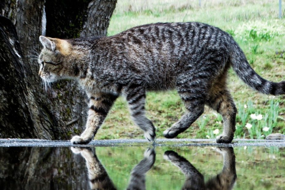 Analisi delle urine gatto