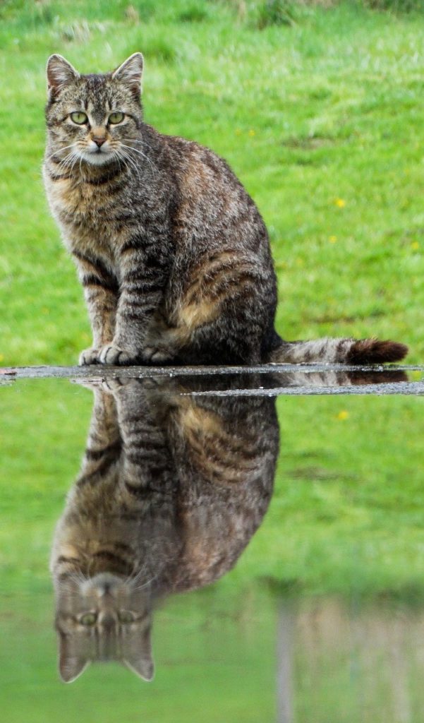 IRC gatto Ultimi stadi