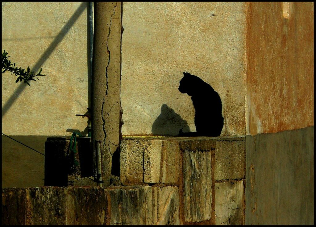 Gatto con insufficienza renale acuta