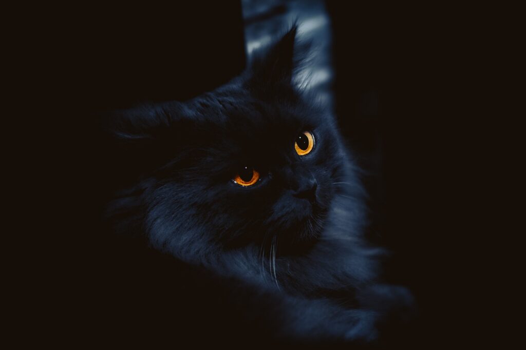 PKD nel gatto Aspettativa di vita
