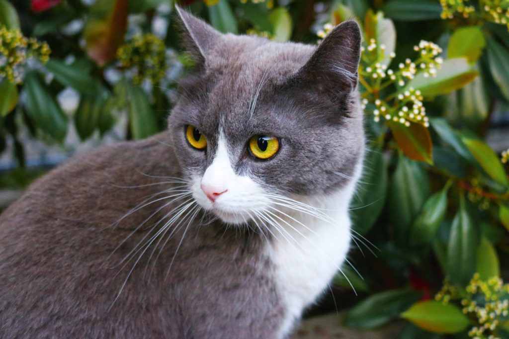 gatto anziano con insufficienza renale