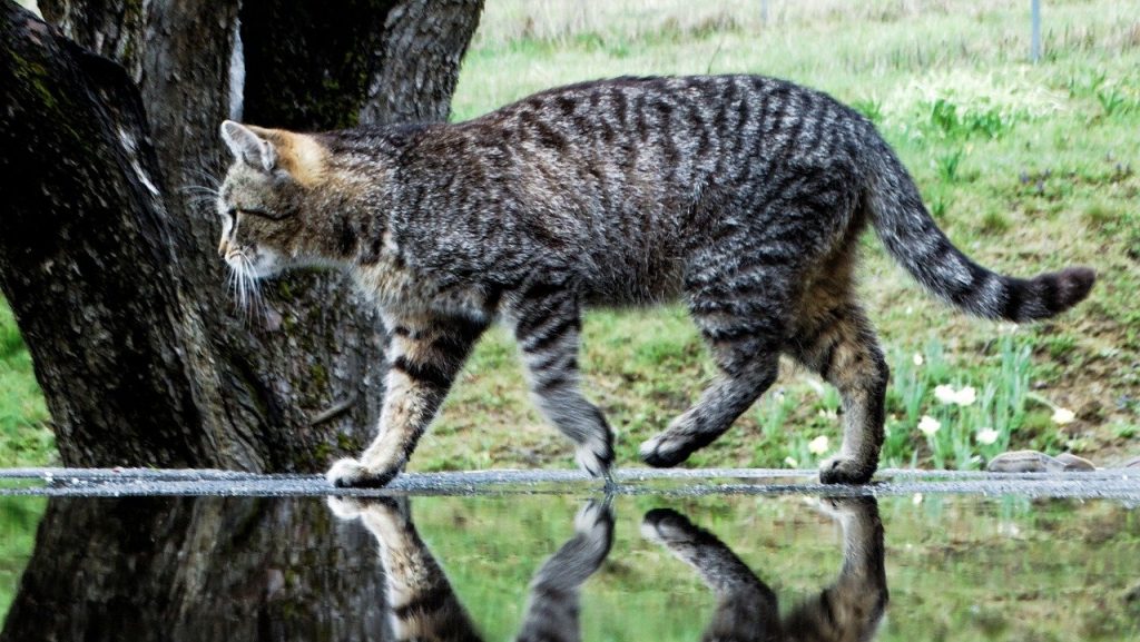 Analisi delle urine gatto