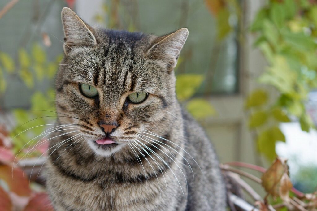 Gatto insufficienza renale vomito