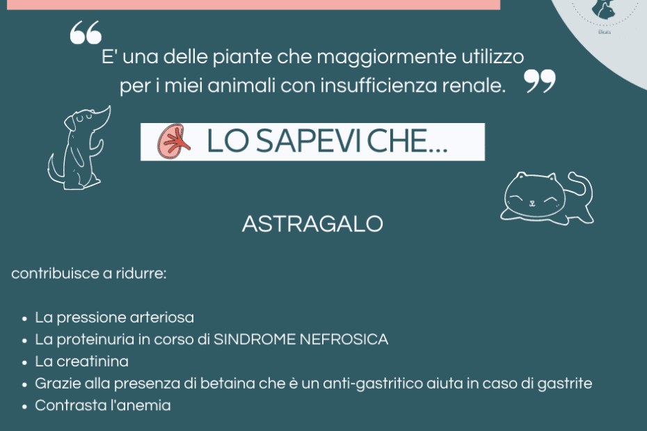 Astragalo gatto cane in corso di IRC