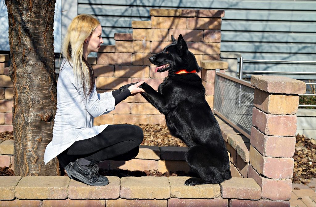 insufficienza renale cane rimedi naturali