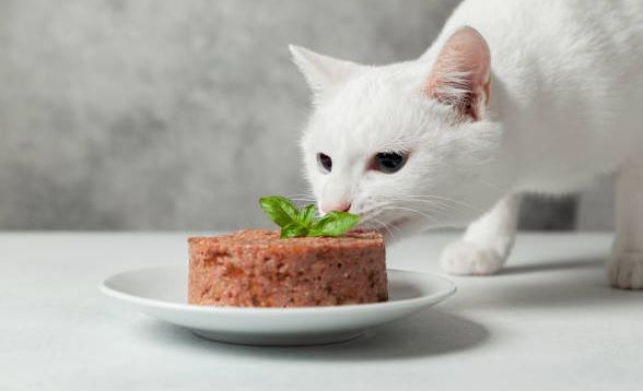 insufficienza renale gatto cibo