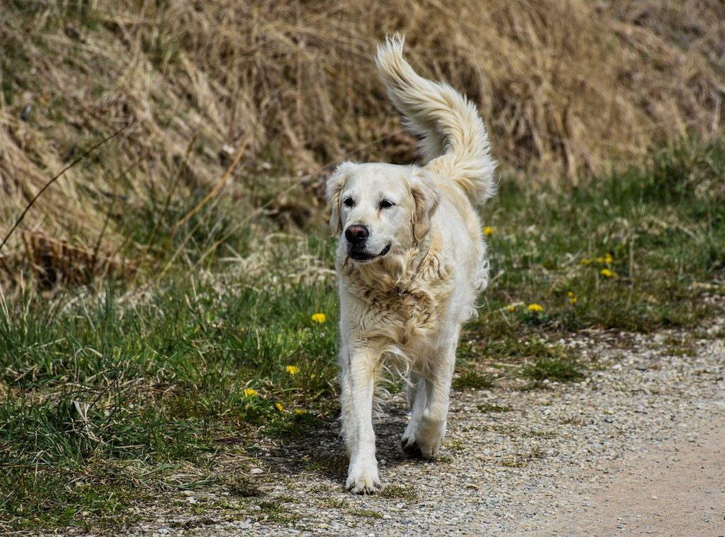 Iperfosfatemia cane