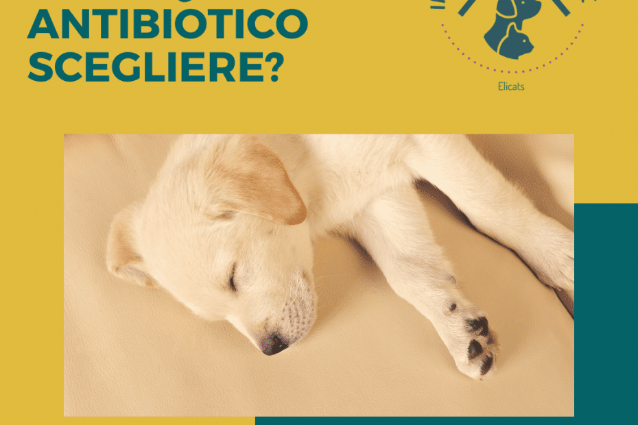 CISTITE NEL CANE QUALE ANTIBIOTICO SCEGLIERE