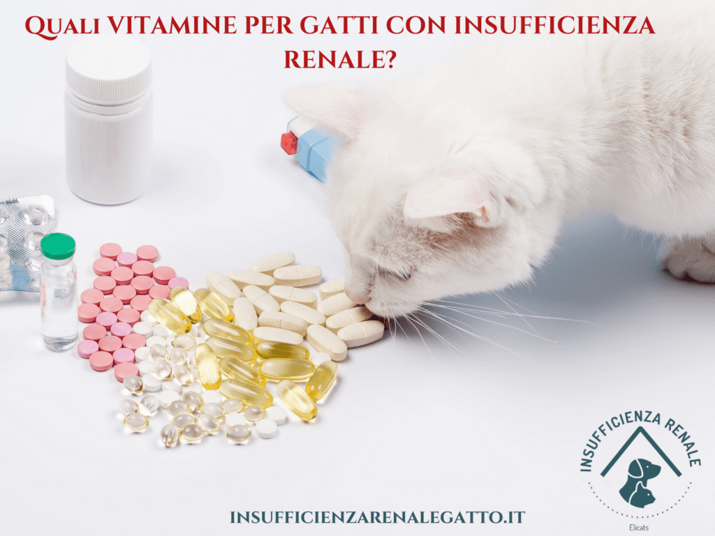 Vitamine per gatti con insufficienza renale