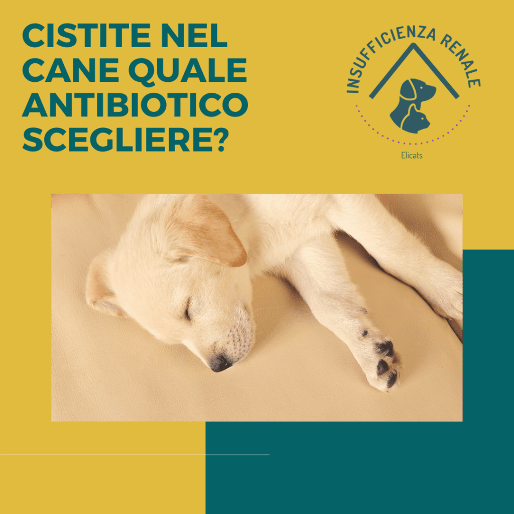 CISTITE NEL CANE QUALE ANTIBIOTICO SCEGLIERE