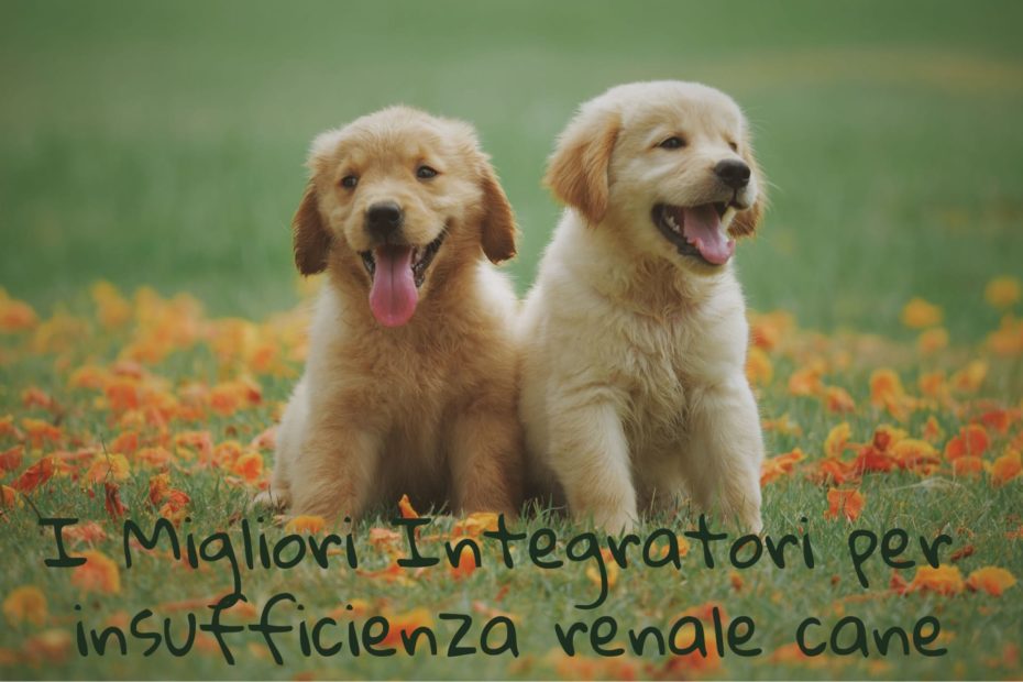 insufficienza renale cane rimedi naturali