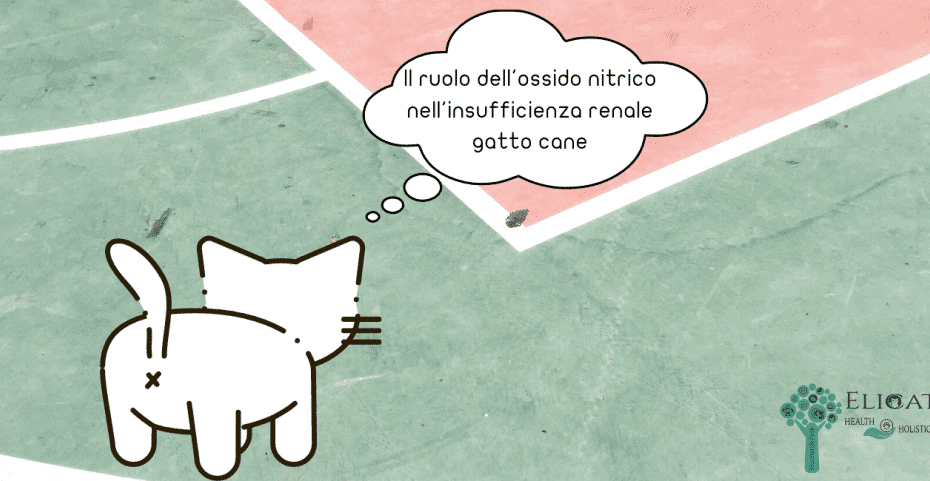 ruolo ossido nitrico gatto