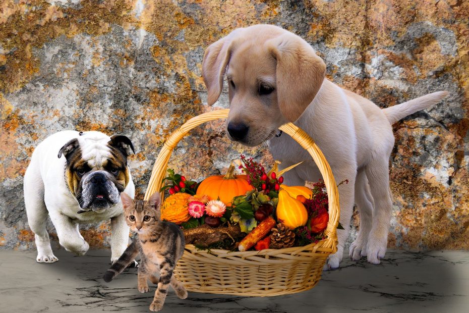il gatto può mangiare la zucca
