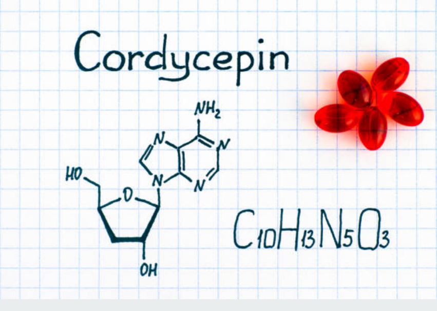 Cordyceps specifico per irc