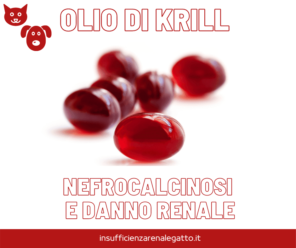 Olio di krill gatto cane nefrocalcinosi e danno renale 3 olio di krill gatto cane