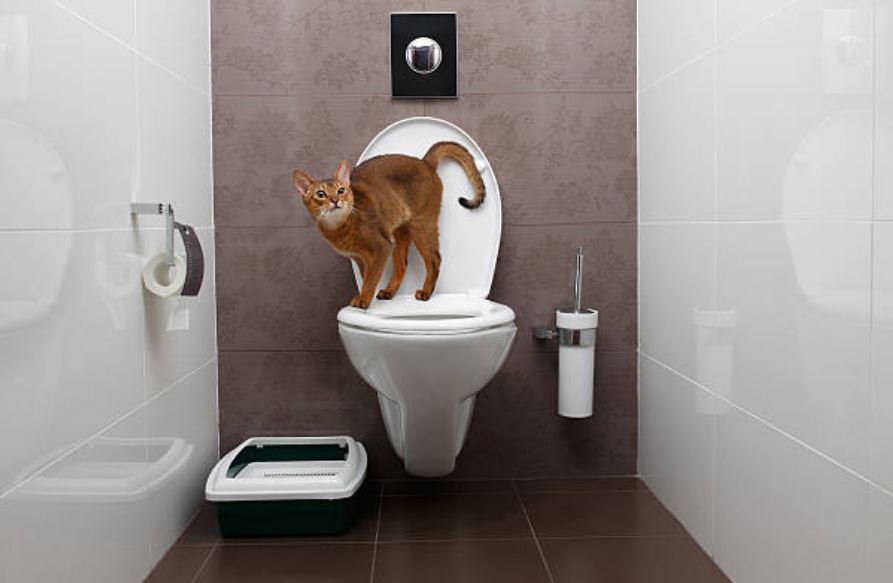CISTITE GATTO QUANDO NON PASSA