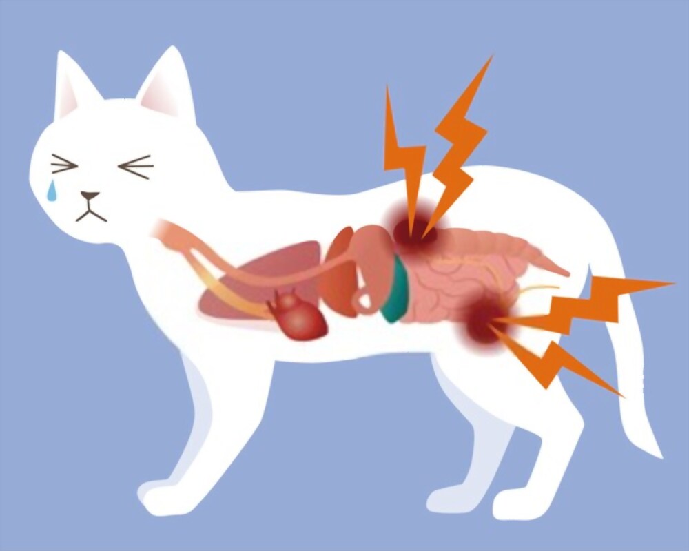 gatto anziano con insufficienza renale